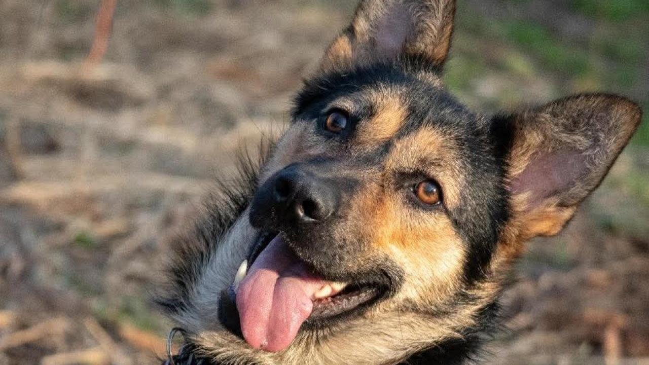 Nera iz Šibenskih šapa traži dom: Vesela i zaigrana ljepotica spremna za nove avanture