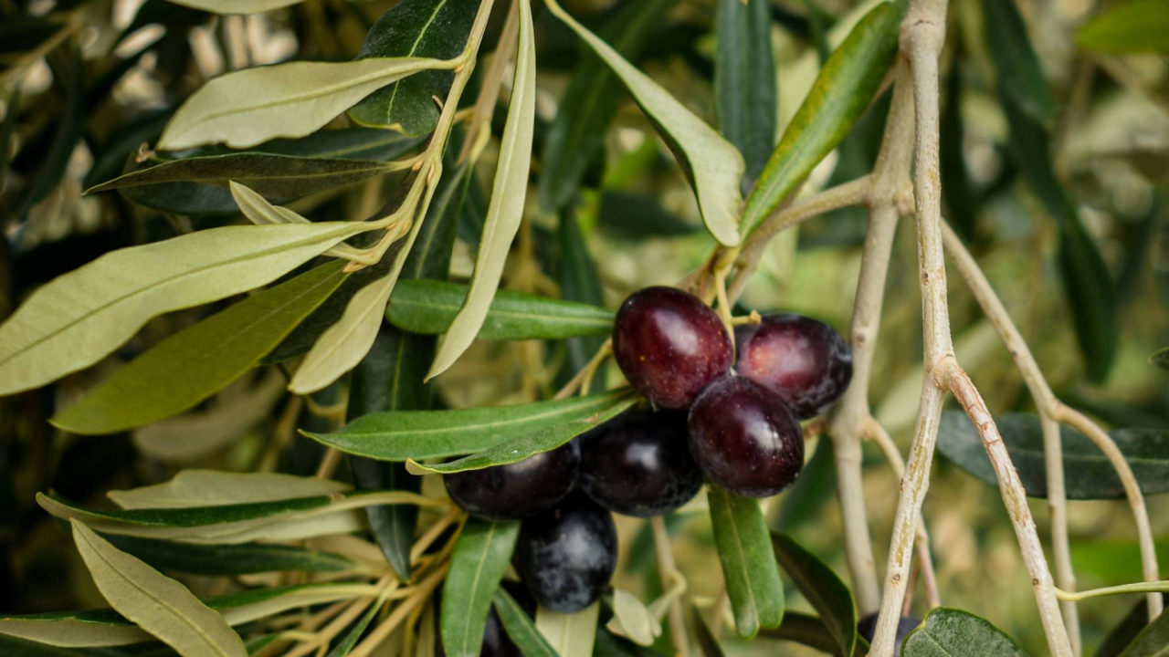 Fešta od okusa: Dani maslinovih ulja zaleđa Šibensko-kninske županije