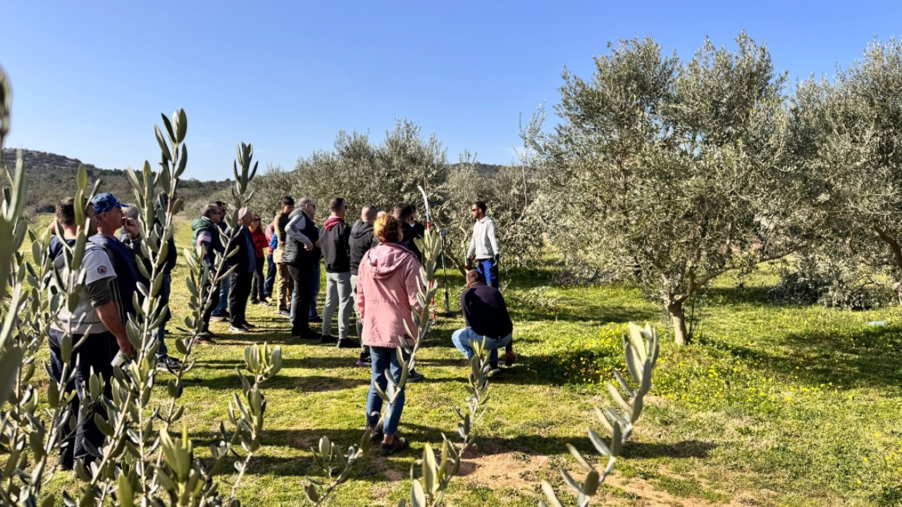 Velik broj maslinara okupio se u Pirovcu na radionici rezidbe maslina uz stručnjake iz Zadra