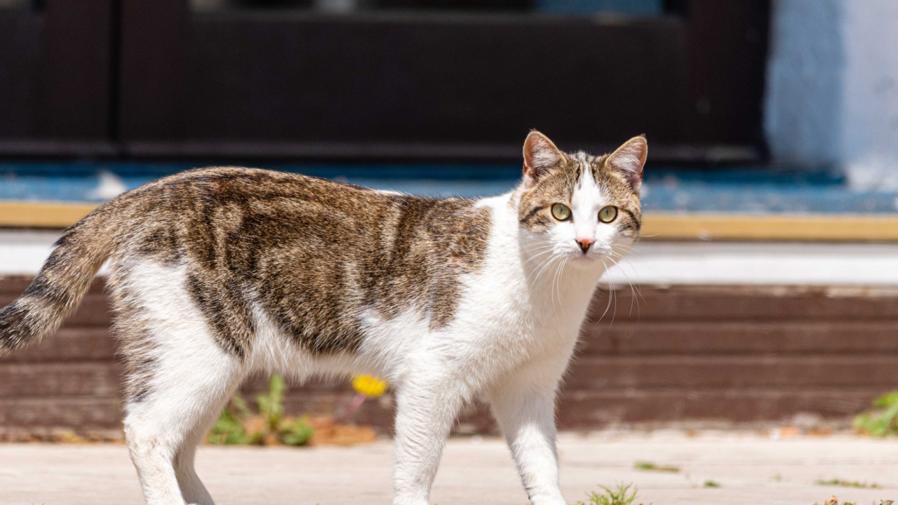 Svi smo čuli za izreku ‘mačka ima devet života’: Evo odakle ona zapravo potječe