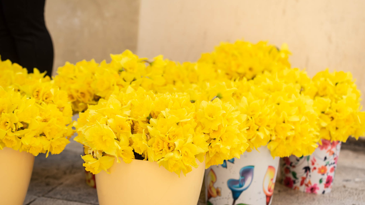 Dan narcisa u Šibeniku: Liga protiv raka podiže svijest o prevenciji i ranom otkrivanju raka dojke