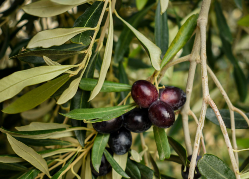 U Kistanjama 'Fešta od okusa' uz chefa Dinu Bebića: Sirevi, maslinova ulja i vrhunski gastronomski doživljaj
