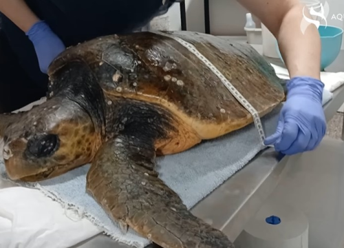 Kod Dugog otoka spašena mlada glavata želva. Bila je iscrpljena, a rendgen je otkrio i udicu u ustima