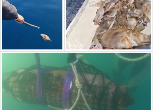 Šibenskim akvatorijem pluta gomila ubijene ribe nakon vojnih vježbi i detonacija zaostalih bombi