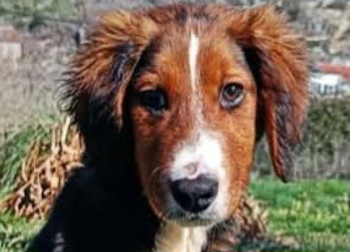 Milo iz Šibenskih šapa traži svoj zauvijek dom: Veselo štene koje će vam ukrasti srce