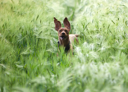 Sezona je krpelja, a evo kako prepoznati da je vašeg ljubimca zarazio Lajmskom bolešću