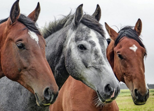 Ukradeno sedam konja na području Drniša