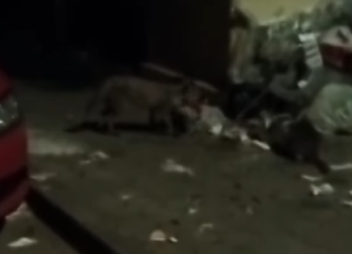 VIDEO Lija opet prošetala šibenskim ulicama