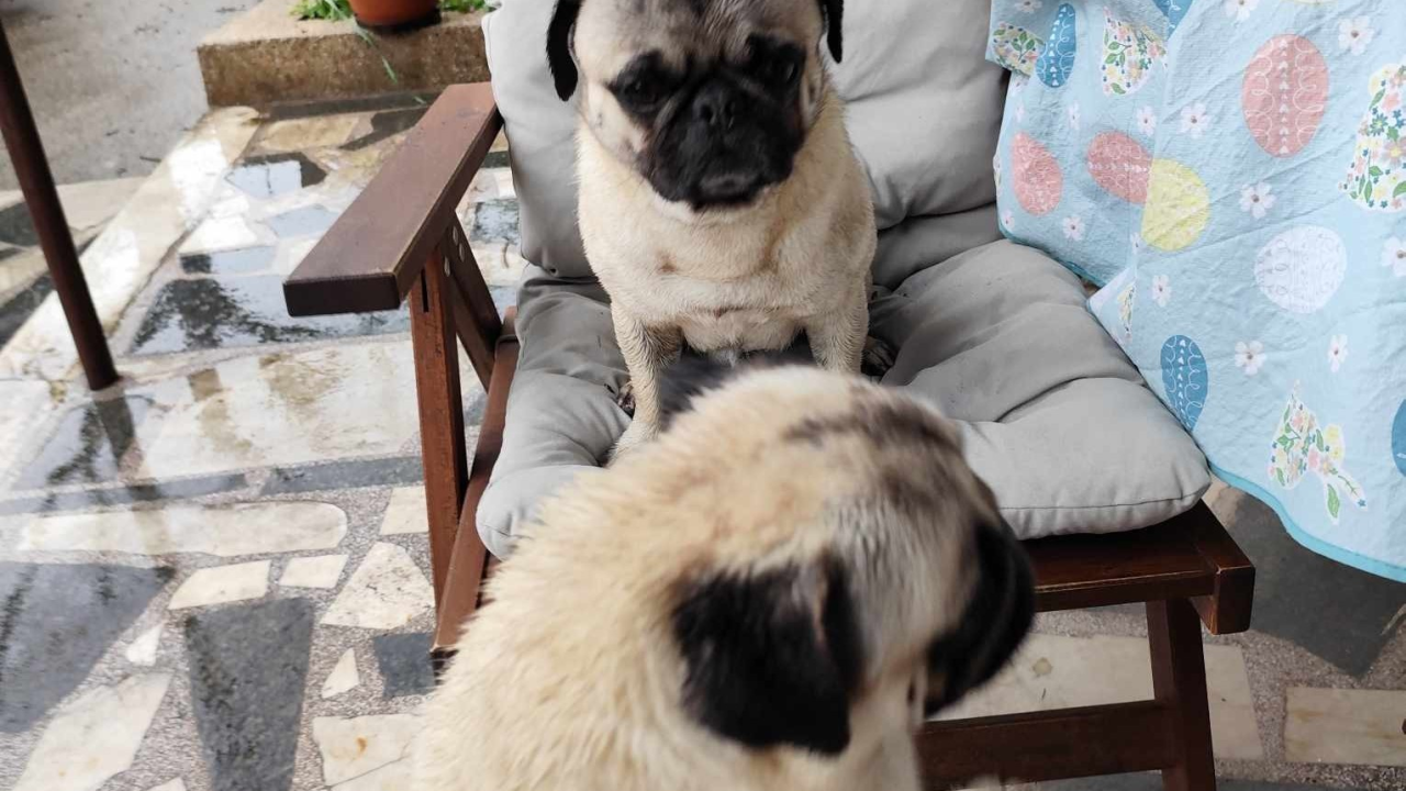 Dva pitoma mužjaka pronađena na Šubićevcu. Mace Funcutice traže vlasnike