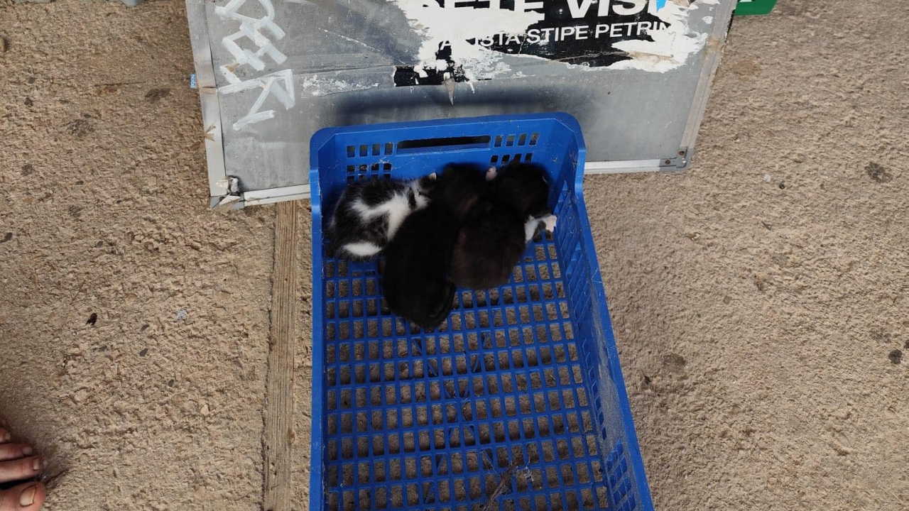 Mace Funcutice mole za pomoć 'dudašima' koje je netko okrutno ostavio u Bilicama