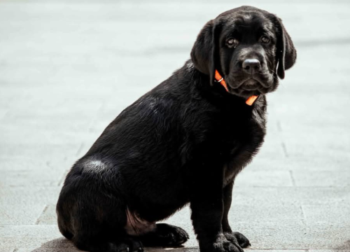 Manje stresa: Evo kako ljubimci čine vaše srce zdravijim