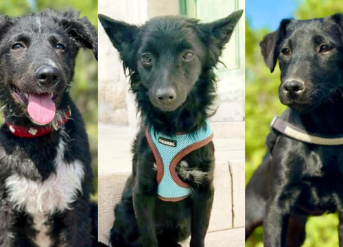 Tri njuškice iz Šibenskih šapa traže svoj zauvijek dom: Upoznajte Kiu, Seija i Ayru