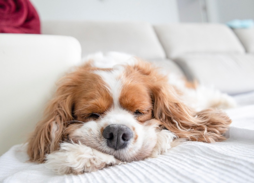 Deset antistres pasmina koje na ljude djeluju poput tablete za smirenje
