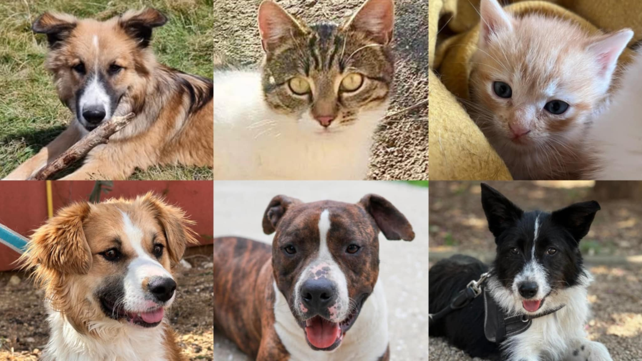 Počela kampanja 'Kombi spasa maca i pasa': Šibenske šape trebaju vozilo za hitne intervencije