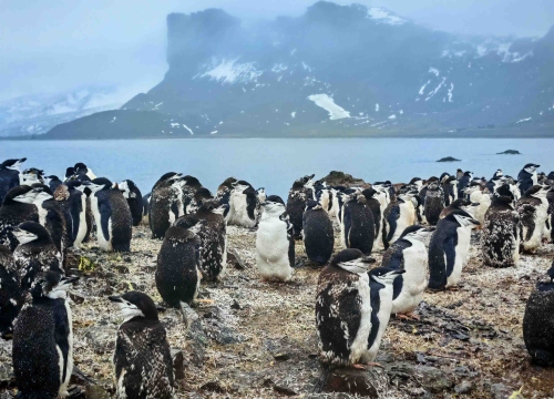 Fotografija 25 - Veliki Gogo, prvi Šibenčanin na Antarktici: 'Skočio sam u more dva puta, a pingvini baš i ne mirišu najbolje'