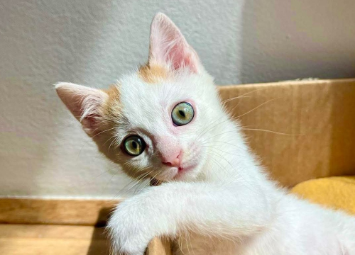 Anđelo iz Šibenskih šapa traži dom: Mačić koji osvaja srce na prvi pogled