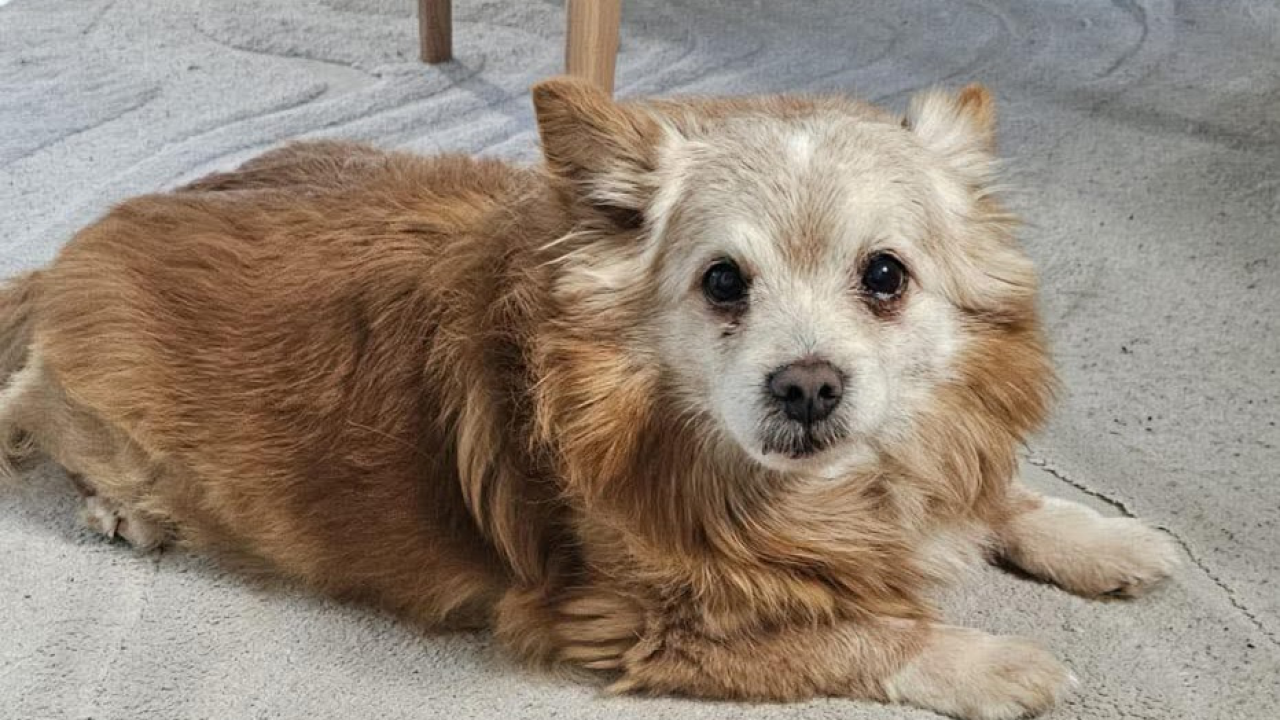 Boni iz Šibenskih šapa traži dom: Senior s karakterom zaslužuje mirnu mirovinu