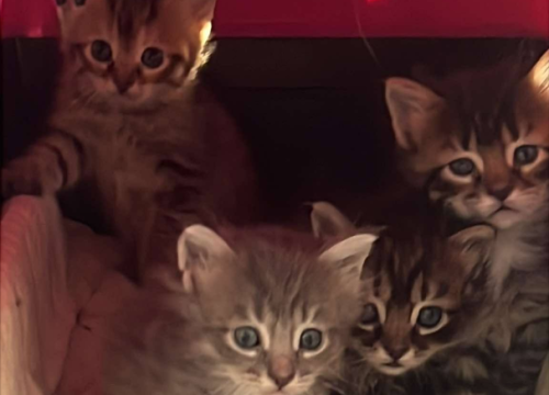 Četiri mačića traže dom: Udruga Mace Funcutice u potrazi za odgovornim vlasnicima