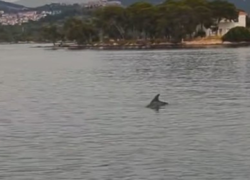 Razigrani dupin jutros 'dopratio' brod tik do Tvrđave sv. Nikole