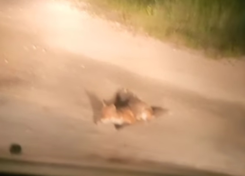 Plaha lisica prošetala Jadrijom: Noćna gošća u šibenskoj gradskoj plaži