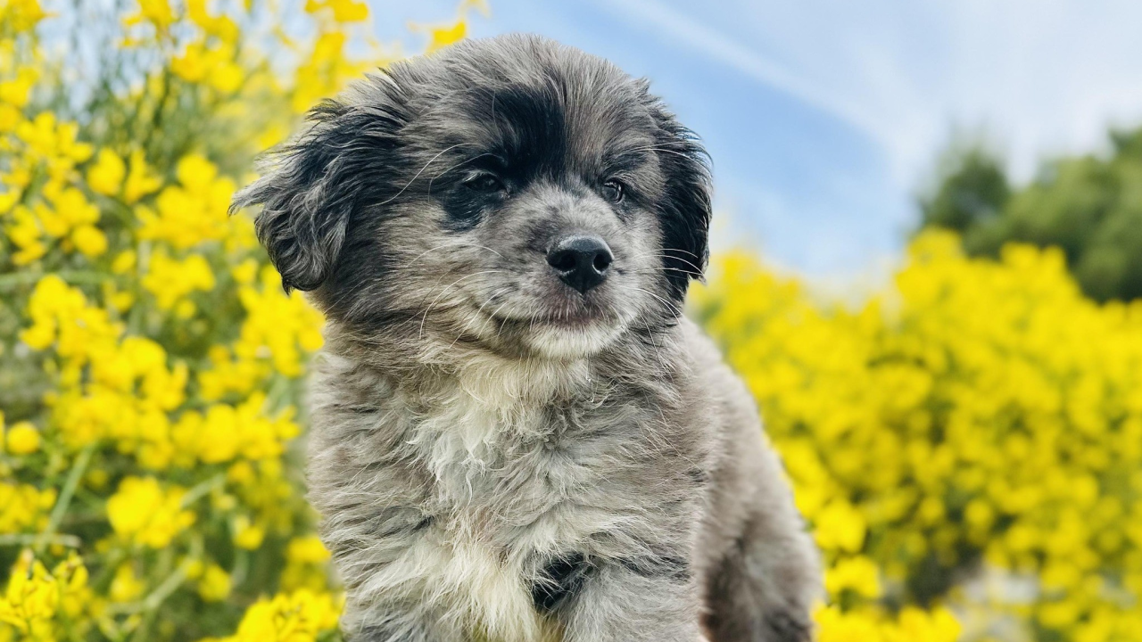 Izazovno vrijeme za Šibenske šape: 'Svaka donacija, makar simbolična, puno znači'