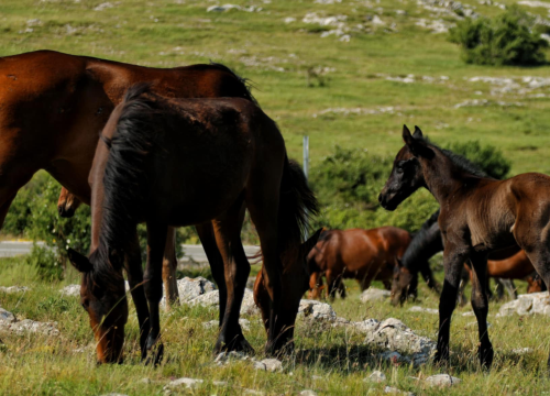 Foto safari članova Foto kluba Šibenik: Objektivom zabilježili fascinantni svijet divljih konja iznad Livna