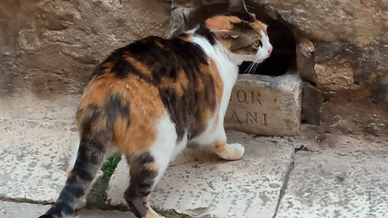 Šibenska ‘urbana legenda’ da je posudica za pse u Kalelargi iz 16. stoljeća samo je još jedna u nizu netočnih priča