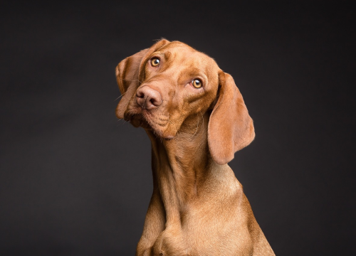 Znakovi koji pokazuju da vam pas vjeruje i da imate njihovo puno povjerenje