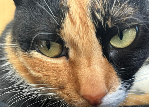 Psi bez nadzora u Ražinama usmrtili mačku u njenom dvorištu: 'Ti psi su svake večeri pušteni'