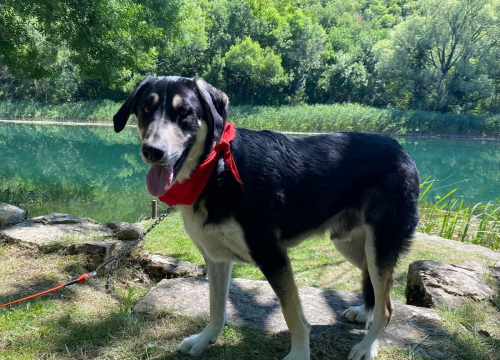 Apel iz Šibenskih šapa: Zorro – pas čije srce još uvijek čeka svoj dom