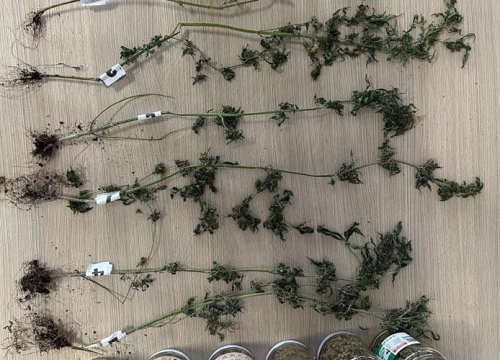 Policija u Kninu pronašla drogu, oružje i streljivo. Protiv dvojice (62 i 28) podnesene prijave