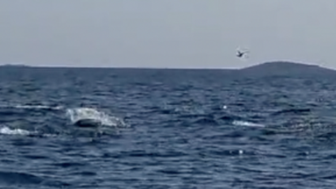 Tune iskakale iz mora kod Murtera: 'Imale su oko 25 kilograma, oduševile su nas'