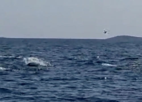 Tune iskakale iz mora kod Murtera: 'Imale su oko 25 kilograma, oduševile su nas'