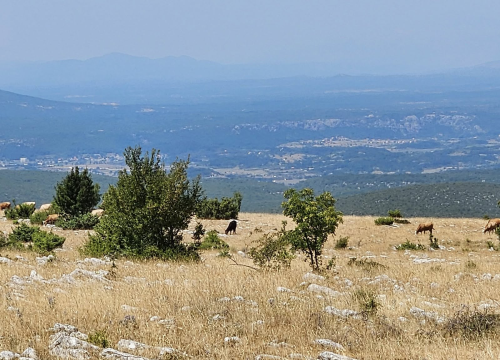 Bedrenica se širi: Potvrđena još četiri nova slučaja u županiji