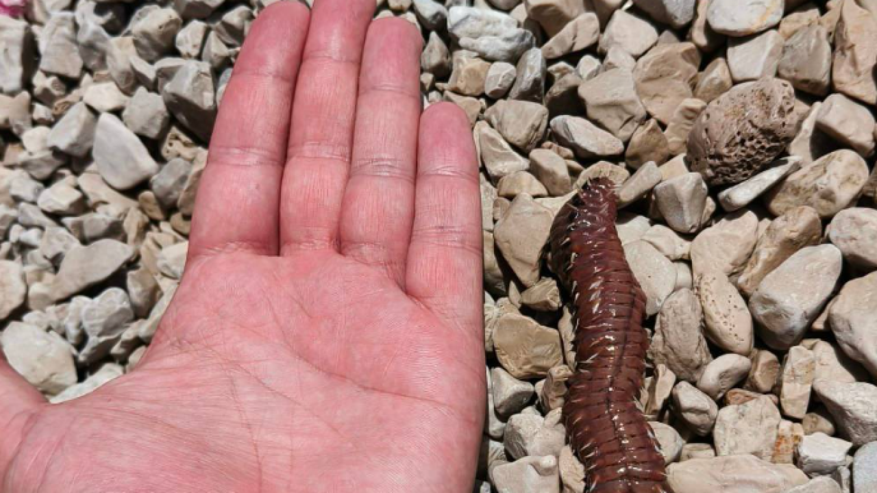 Na Jadriji uočen vatreni crv, kontakt s njim može biti vrlo bolan