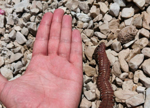 Na Jadriji uočen vatreni crv, kontakt s njim može biti vrlo bolan