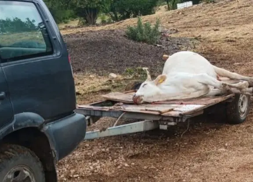 Bedrenica danas potvrđena kod još sedam goveda i ovce na području Ružića i Biskupije