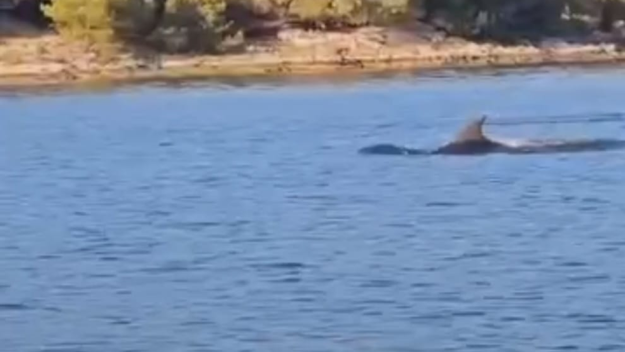 'Ples' dupina kod Jadrtovca: Izlet kaićem pretvoren u čarobno iskustvo