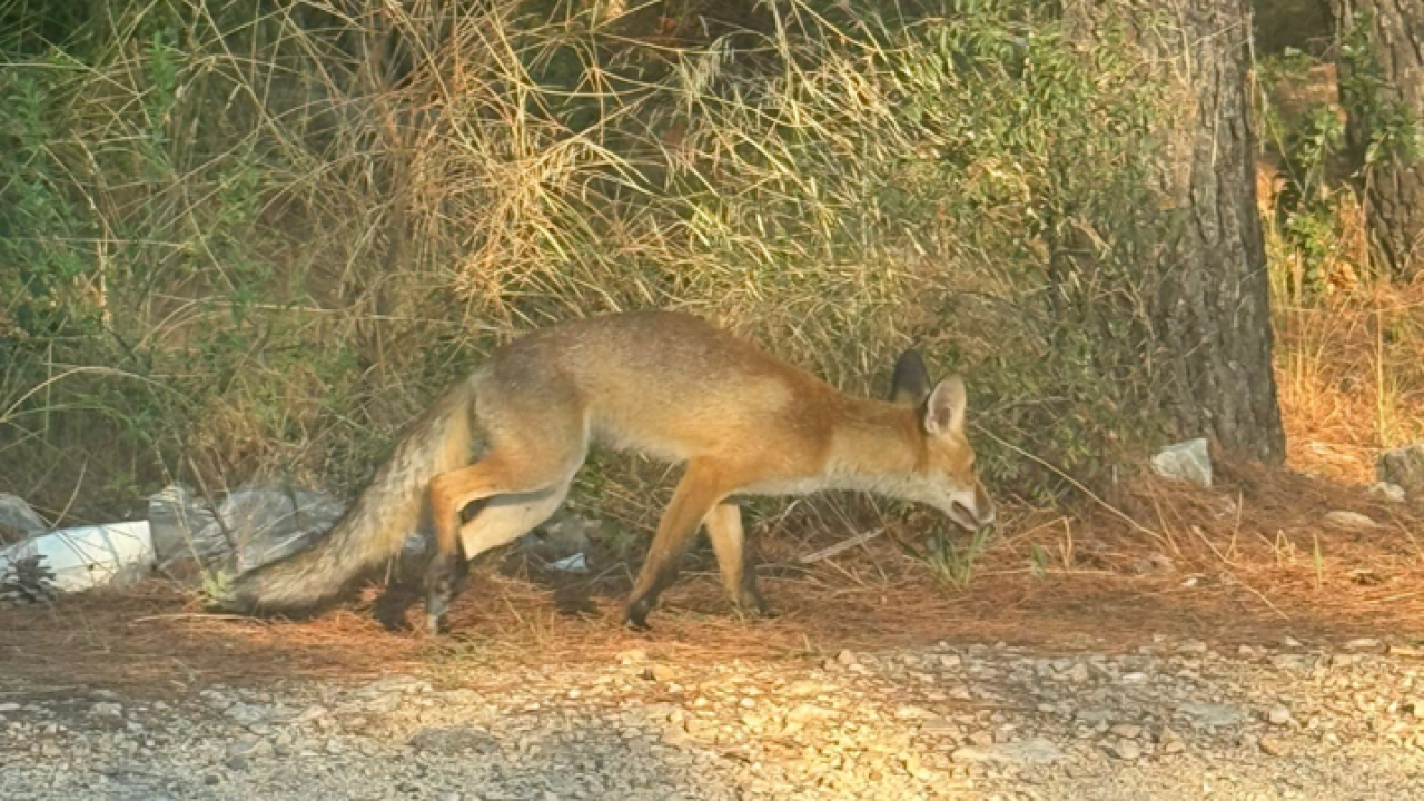 Lisice prošetale Ražinama: 'To su tamo domaće životinje'