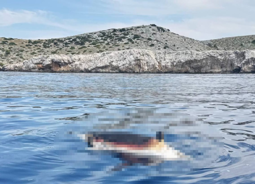 Dupin pronađen mrtav u Kornatima: Što učiniti u ovakvim situacijama?