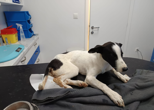 Kujica u lošem stanju stigla iz Sinja i sada treba liječenje: Ako možete, pomozite s par eura