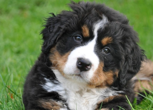 Spremni na suradnju: Ovo je sedam najposlušnijih pasmina pasa