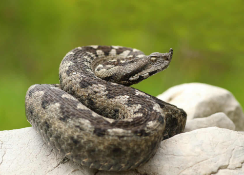 Poskok i crna udovica u Šibensko-kninskoj županiji: Evo koliko ugriza zapravo bilježi šibenska bolnica
