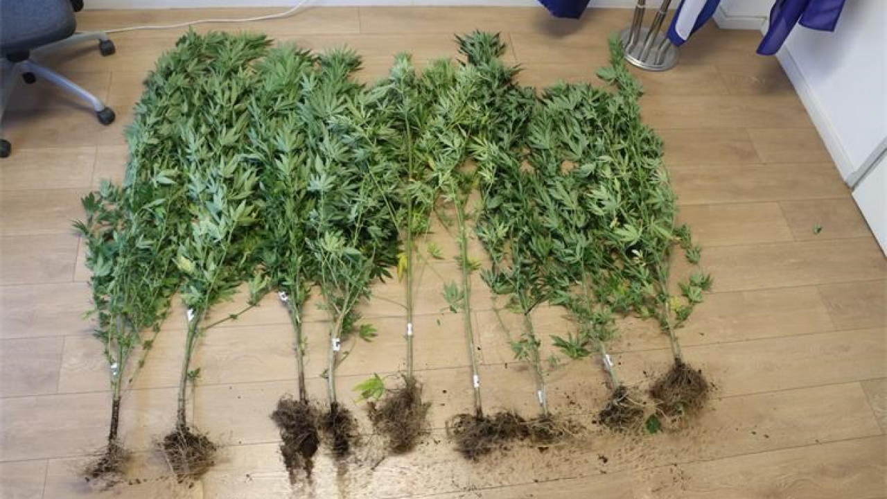 Dvojac u Kninu uhvaćen u uzgoju devet stabljika marihuane