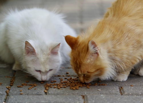 Donaciju s buvljaka u Murteru Šibenske šape će uložiti u kastraciju mačaka s otoka. Murterini, javite im se