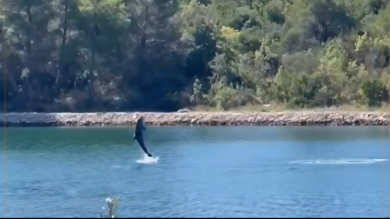 'Morski akrobati': Dupini na Prukljanu priredili pravi mali spektakl