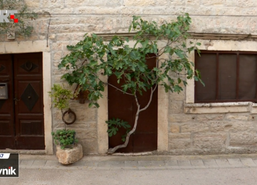 Skradin ponosan na svoju smokvu – živi spomenik snage i upornosti