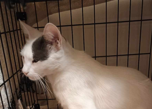 Prošlo je nekoliko dana, a mačak Gogo još nije pronađen. Vlasnici uputili apel