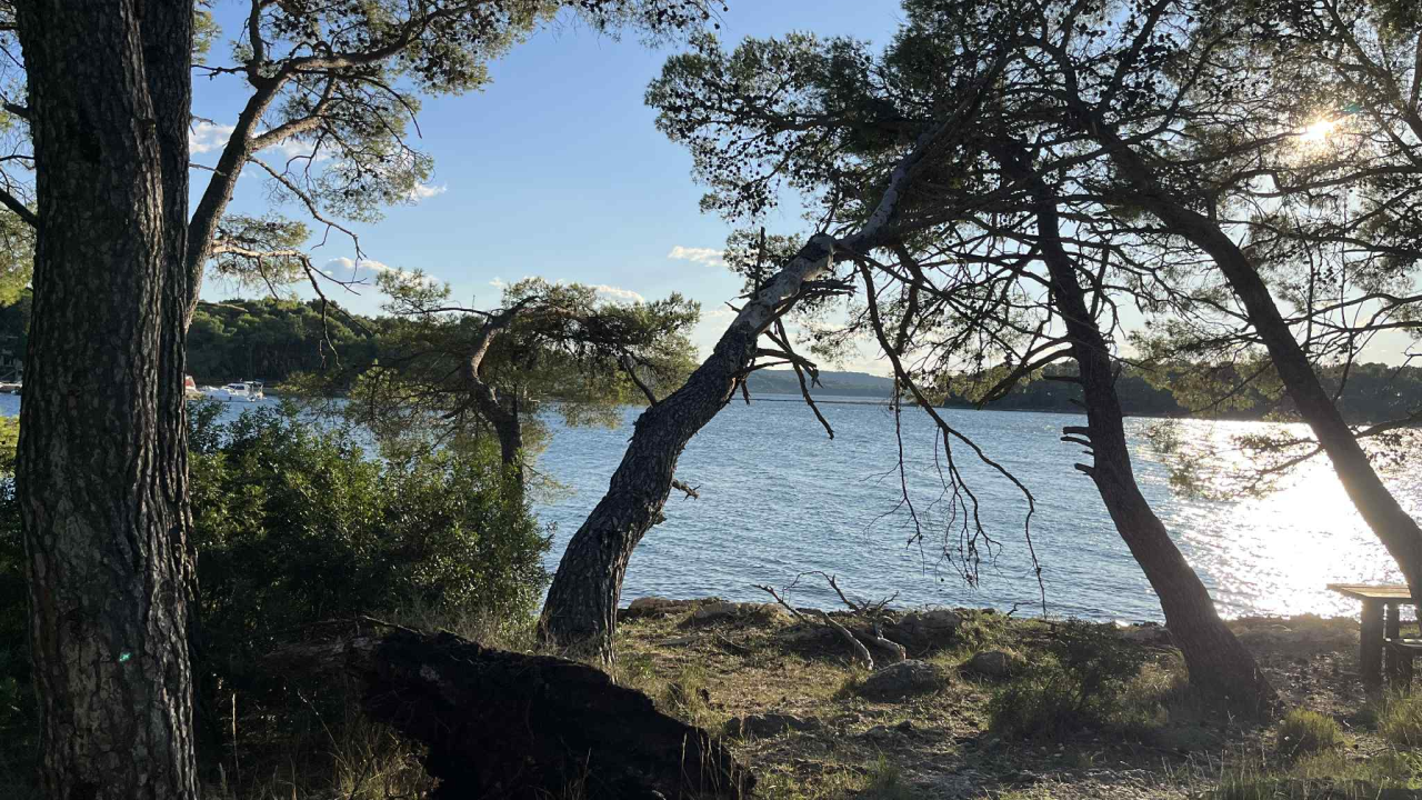 Jaka bura danas odvalila stablo na Šetnici sv. Ante. Još se drži, ali pitanje je vremena...