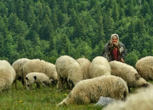 'Čuvarice tradicije i nositeljice razvoja': Grad Drniš po prvi put će obilježiti Svjetski dan seoskih žena